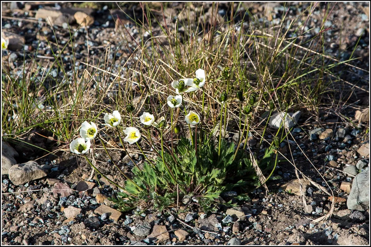 Several small white poppies with yellow centres among grass and gravel