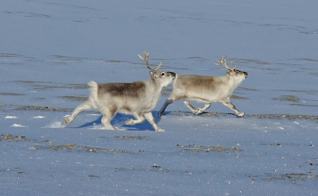 Two short-legged, thick-coated Svalbard reindeer trotting across snow